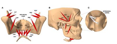 Characterizing Motor Control of Mastication With Soft Actor-Critic